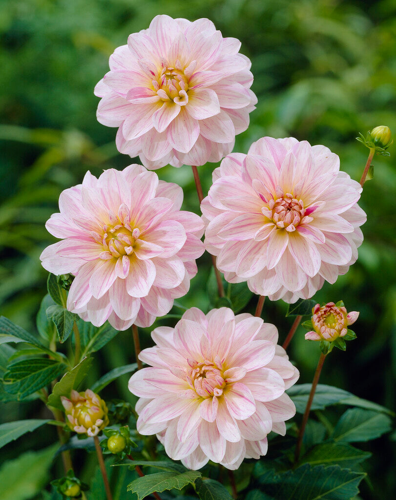 Dahlia Dekorativ Bonesta 1-pakning NYHET